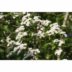 Crataegus laevigata 'Plena' | Hawthorn Tree 11 Crataegus laevigata 'Plena' | Hawthorn Tree -Bare Root Sales Shop TR0140 add image 3 32eb