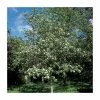Crataegus laevigata 'Plena' | Hawthorn Tree 2 Crataegus laevigata 'Plena' | Hawthorn Tree -Bare Root Sales Shop TR0140 main image 14a5