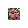 Crataegus laevigata 'Rosea Flore Pleno' | Hawthorn Tree 2 Crataegus laevigata 'Rosea Flore Pleno' | Hawthorn Tree -Bare Root Sales Shop TR0141 main image 3fc4