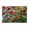 Crataegus persimilis 'Prunifolia' | Hawthorn Tree 2 Crataegus persimilis 'Prunifolia' | Hawthorn Tree -Bare Root Sales Shop TR0143 main image a1ed