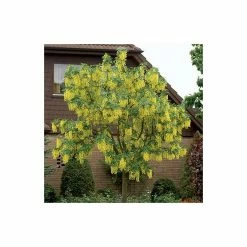 Laburnum x watereri 'Vossii' 9 Laburnum x watereri 'Vossii' -Bare Root Sales Shop TR01499L add image 1 9fe3
