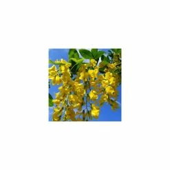 Laburnum x watereri 'Vossii' 10 Laburnum x watereri 'Vossii' -Bare Root Sales Shop TR01499L add image 2 ebfb