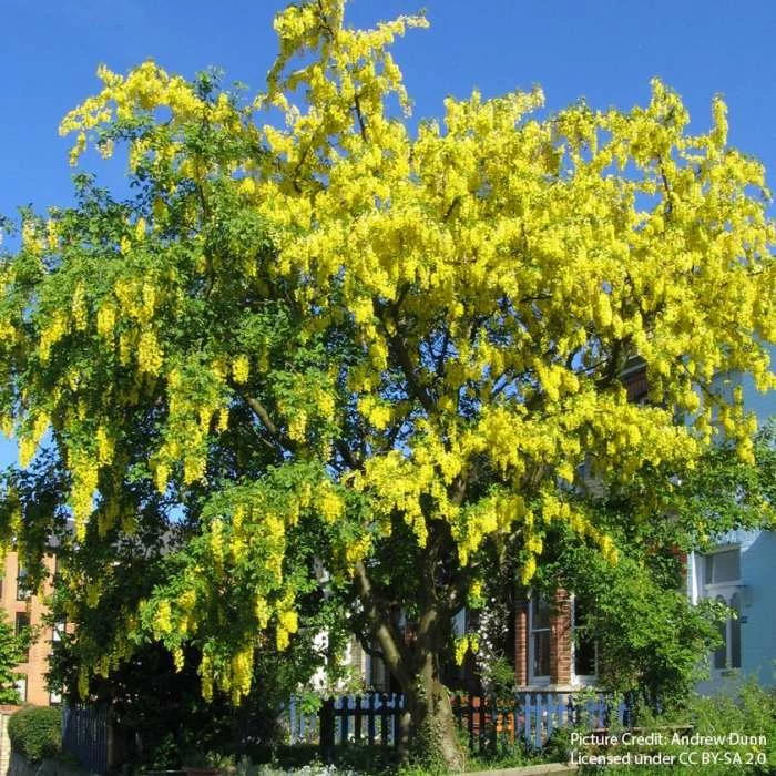 Laburnum x watereri 'Vossii' 3 Laburnum x watereri 'Vossii'
