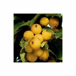 Malus 'Butterball' | Crabapple Tree -Bare Root Sales Shop TR01539L add image 1 e24b