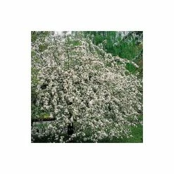 Malus 'Butterball' | Crabapple Tree -Bare Root Sales Shop TR01539L add image 2 8b8f