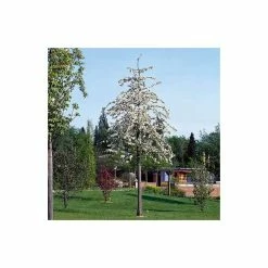 Malus 'Butterball' | Crabapple Tree -Bare Root Sales Shop TR01539L add image 4 52f7
