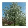 Malus 'Butterball' | Crabapple Tree 1 Malus 'Butterball' | Crabapple Tree -Bare Root Sales Shop TR01539L main image b40b