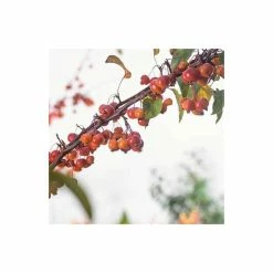 Malus 'Evereste' | Crabapple Tree -Bare Root Sales Shop TR0154 add image 2 9f64