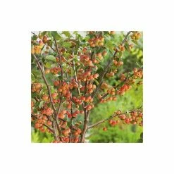 Malus 'Evereste' | Crabapple Tree -Bare Root Sales Shop TR0154 add image 3 e3ea