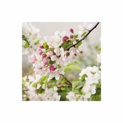Malus 'Evereste' | Crabapple Tree -Bare Root Sales Shop TR0154 add image 4 6c6d
