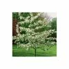 Malus 'Evereste' | Crabapple Tree -Bare Root Sales Shop TR0154 main image 8e15