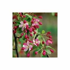 Malus floribunda | Crabapple Tree 12 Malus floribunda | Crabapple Tree -Bare Root Sales Shop TR01559L add image 2 da00