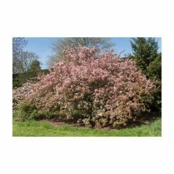Malus floribunda | Crabapple Tree 15 Malus floribunda | Crabapple Tree -Bare Root Sales Shop TR01559L add image 5 3cbb