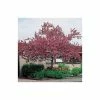 Malus floribunda | Crabapple Tree -Bare Root Sales Shop TR01559L main image 22d2