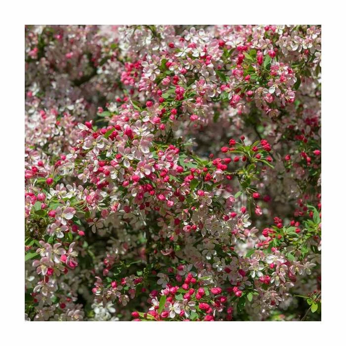 Malus floribunda | Crabapple Tree 4 Malus floribunda | Crabapple Tree - Image 2