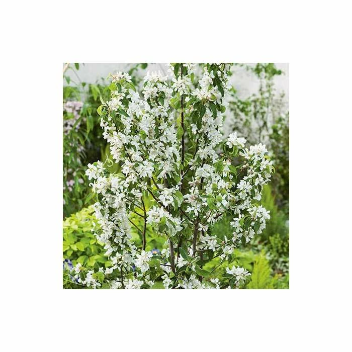 Malus 'John Downie' | Crabapple Tree 5 Malus 'John Downie' | Crabapple Tree - Image 3