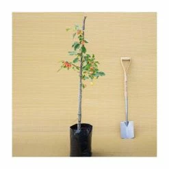 Malus 'John Downie' | Crabapple Tree 9 Malus 'John Downie' | Crabapple Tree -Bare Root Sales Shop TR01579L add image 2 0c7c