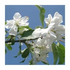 Malus 'Montreal Beauty' | Crabapple Tree -Bare Root Sales Shop TR01609L add image 1 d2b6