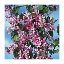 Malus x purpurea 'Neville Copeman' | Crabapple Tree -Bare Root Sales Shop TR01629L add image 1 4b2d