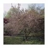 Malus x purpurea 'Neville Copeman' | Crabapple Tree -Bare Root Sales Shop TR01629L main image 29f9