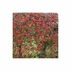 Malus x robusta 'Red Sentinel' | Crabapple Tree -Bare Root Sales Shop TR01639L add image 3 4e9f