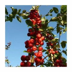 Malus x robusta 'Red Sentinel' | Crabapple Tree -Bare Root Sales Shop TR01639L add image 4 2b7b
