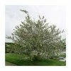 Malus x robusta 'Red Sentinel' | Crabapple Tree -Bare Root Sales Shop TR01639L main image 3940