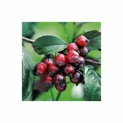 Malus 'Royalty' | Crabapple Tree -Bare Root Sales Shop TR01649L add image 1 6610