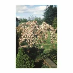Malus 'Sun Rival' | Crabapple Tree 7 Malus 'Sun Rival' | Crabapple Tree -Bare Root Sales Shop TR01659L add image 1 6f1e