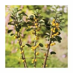 Malus x zumi 'Golden Hornet' | Crabapple Tree -Bare Root Sales Shop TR0166 add image 1 74e6