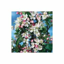 Malus x zumi 'Golden Hornet' | Crabapple Tree -Bare Root Sales Shop TR0166 add image 3 d184