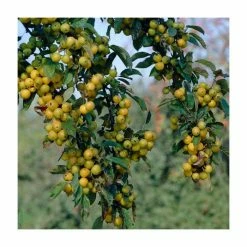 Malus x zumi 'Golden Hornet' | Crabapple Tree -Bare Root Sales Shop TR0166 add image 5 4a82