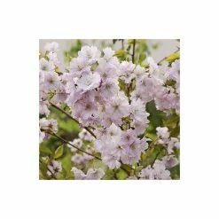 Prunus 'Accolade' | Cherry Blossom Tree -Bare Root Sales Shop TR01689L add image 2 37e0