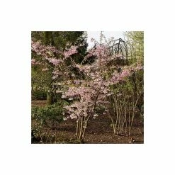 Prunus 'Accolade' | Cherry Blossom Tree -Bare Root Sales Shop TR01689L add image 3 9292