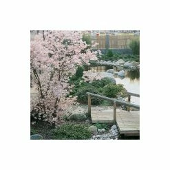 Prunus 'Accolade' | Cherry Blossom Tree -Bare Root Sales Shop TR01689L add image 4 7dde