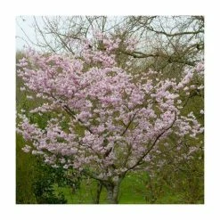 Prunus 'Accolade' | Cherry Blossom Tree -Bare Root Sales Shop TR01689L add image 5 124f