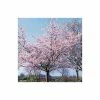 Prunus 'Accolade' | Cherry Blossom Tree -Bare Root Sales Shop TR01689L main image 3e1c