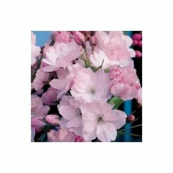 Prunus 'Amanogawa' | Cherry Blossom Tree 13 Prunus 'Amanogawa' | Cherry Blossom Tree -Bare Root Sales Shop TR016925L add image 2 096c