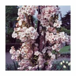 Prunus 'Amanogawa' | Cherry Blossom Tree 14 Prunus 'Amanogawa' | Cherry Blossom Tree -Bare Root Sales Shop TR016925L add image 3 855a