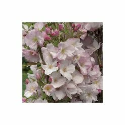Prunus 'Amanogawa' | Cherry Blossom Tree 15 Prunus 'Amanogawa' | Cherry Blossom Tree -Bare Root Sales Shop TR016925L add image 4 5afc