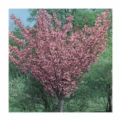 Prunus 'Kanzan' | Cherry Blossom Tree -Bare Root Sales Shop TR0172 add image 6 6f03