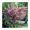 Prunus 'Kanzan' | Cherry Blossom Tree -Bare Root Sales Shop TR0172 main image 8cac