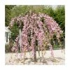 Prunus 'Kiku Shidare Zakura' | Cherry Blossom Tree -Bare Root Sales Shop TR017312L main image 96d3