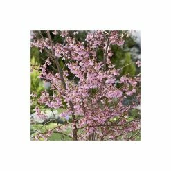 Prunus 'Okame' | Cherry Blossom Tree -Bare Root Sales Shop TR01749L add image 1 4d7b