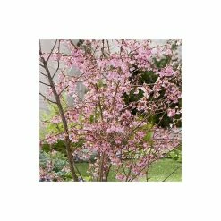 Prunus 'Okame' | Cherry Blossom Tree -Bare Root Sales Shop TR01749L add image 2 6483