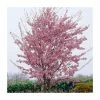 Prunus 'Okame' | Cherry Blossom Tree -Bare Root Sales Shop TR01749L main image a3e0