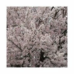 Prunus padus 'Pandora' | Cherry Blossom Tree -Bare Root Sales Shop TR01759L add image 2 91f5