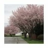 Prunus padus 'Pandora' | Cherry Blossom Tree -Bare Root Sales Shop TR01759L main image f99d