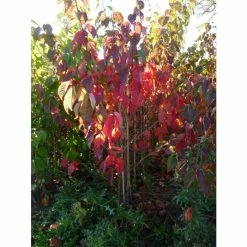Prunus sargentii | Cherry Blossom Tree -Bare Root Sales Shop TR01799L add image 3 bec6