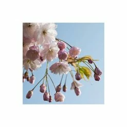 Prunus serrulata 'Shirofugen' | Cherry Blossom Tree 11 Prunus serrulata 'Shirofugen' | Cherry Blossom Tree -Bare Root Sales Shop TR018112L add image 2 922d